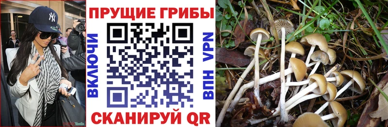Галлюциногенные грибы Psilocybe  Шимановск 